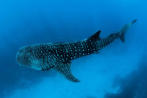 Quels sont les secrets pour une aventure de plongée avec les requins-baleines au Mexique ?